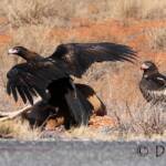 Wedge-tailed Eagle (Aquila audax)