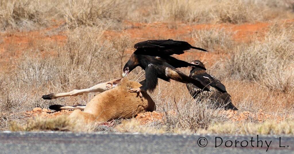 Wedge-tailed Eagle (Aquila audax)