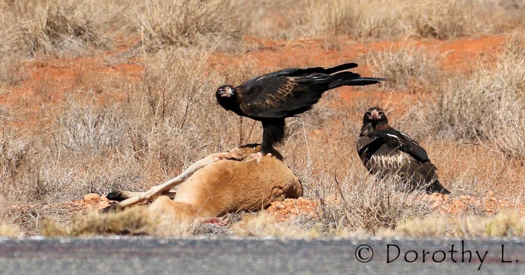 Wedge-tailed Eagle (Aquila audax)