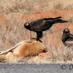 Wedge-tailed Eagle (Aquila audax)