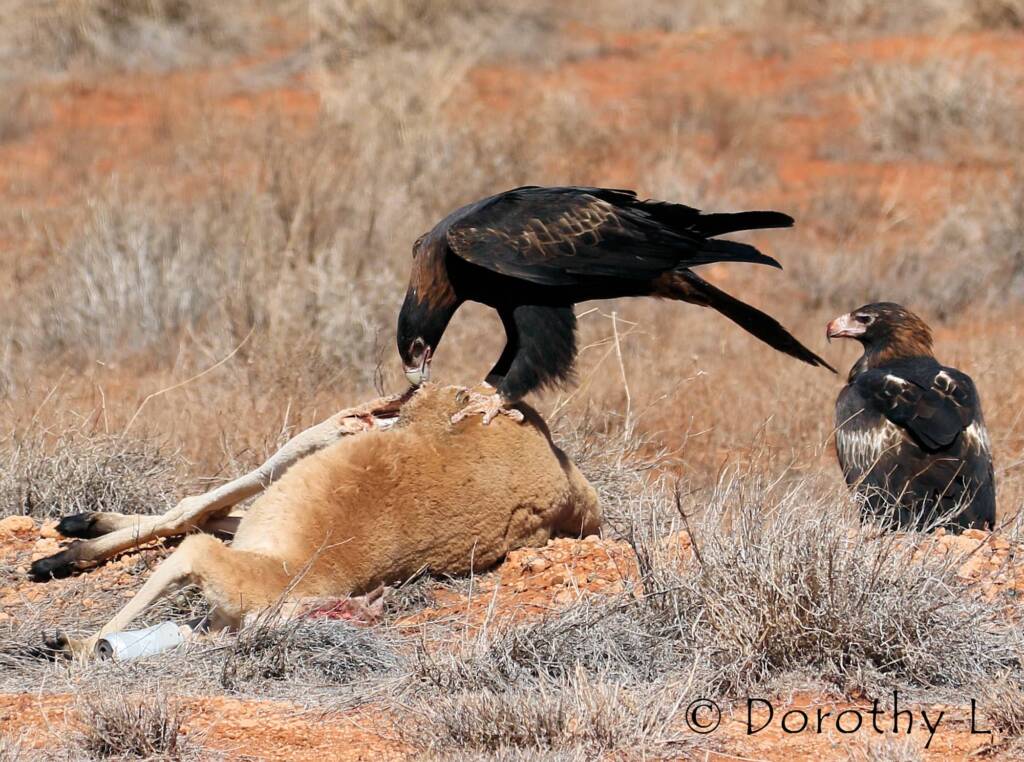 Wedge-tailed Eagle (Aquila audax)