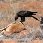 Wedge-tailed Eagle (Aquila audax)