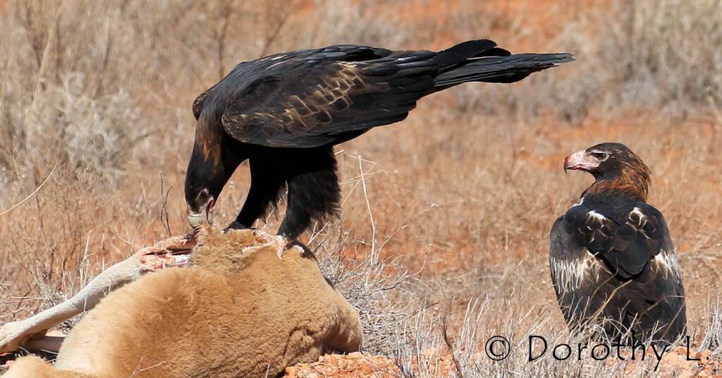 Wedge-tailed Eagle (Aquila audax)