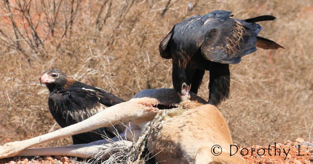 Wedge-tailed Eagle (Aquila audax)