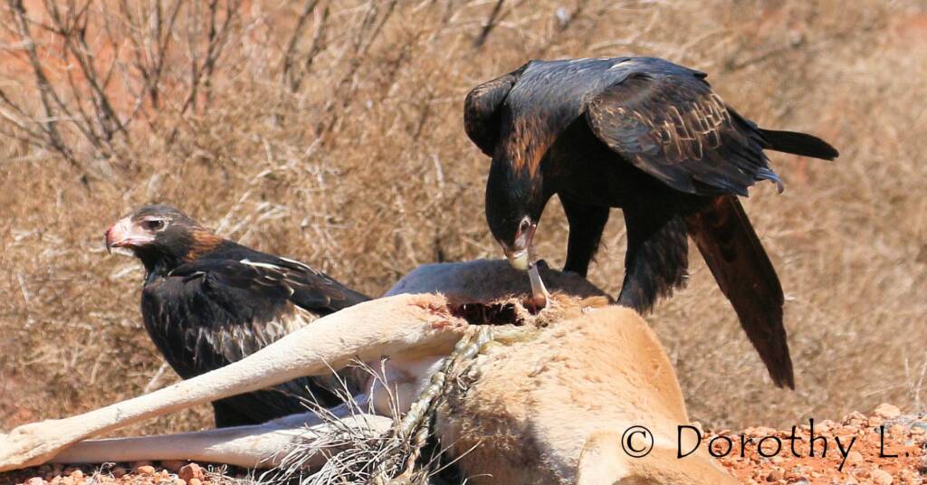 Wedge-tailed Eagle (Aquila audax)