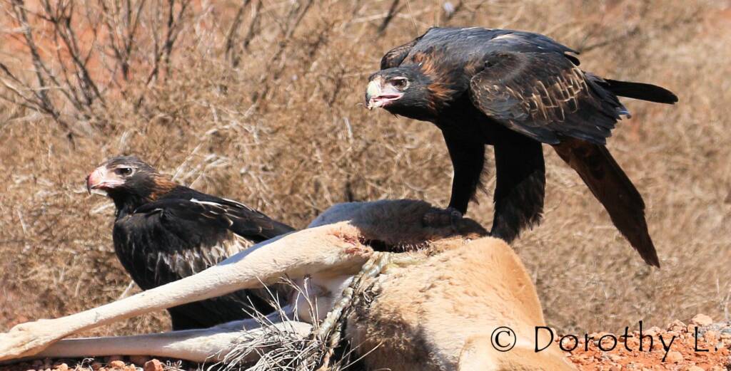 Wedge-tailed Eagle (Aquila audax)