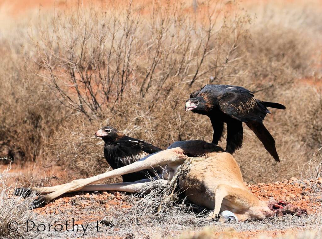 Wedge-tailed Eagle (Aquila audax)