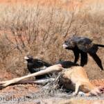 Wedge-tailed Eagle (Aquila audax)