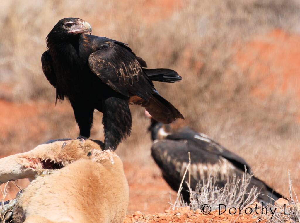Wedge-tailed Eagle (Aquila audax)