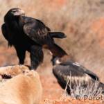 Wedge-tailed Eagle (Aquila audax)