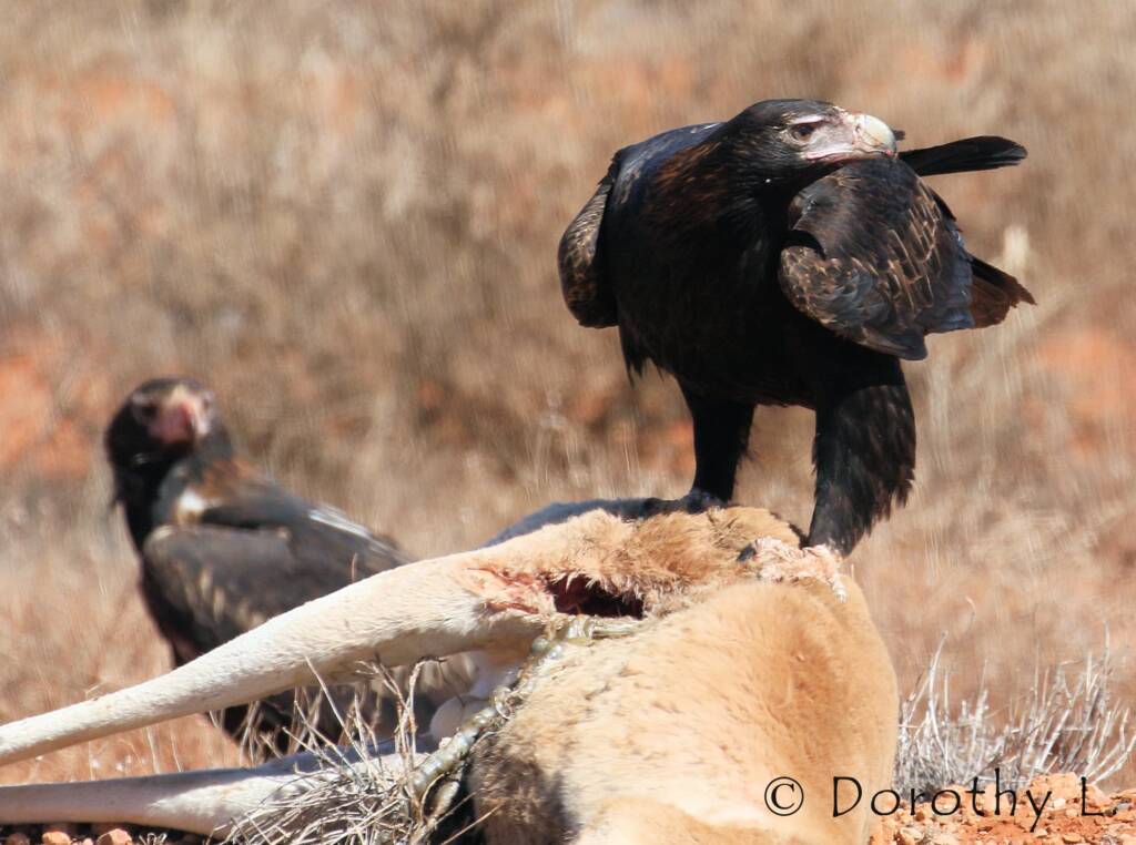Wedge-tailed Eagle (Aquila audax)
