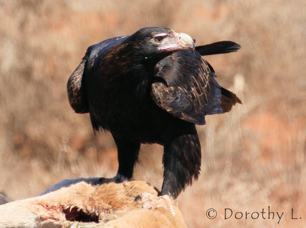 Wedge-tailed Eagle (Aquila audax)