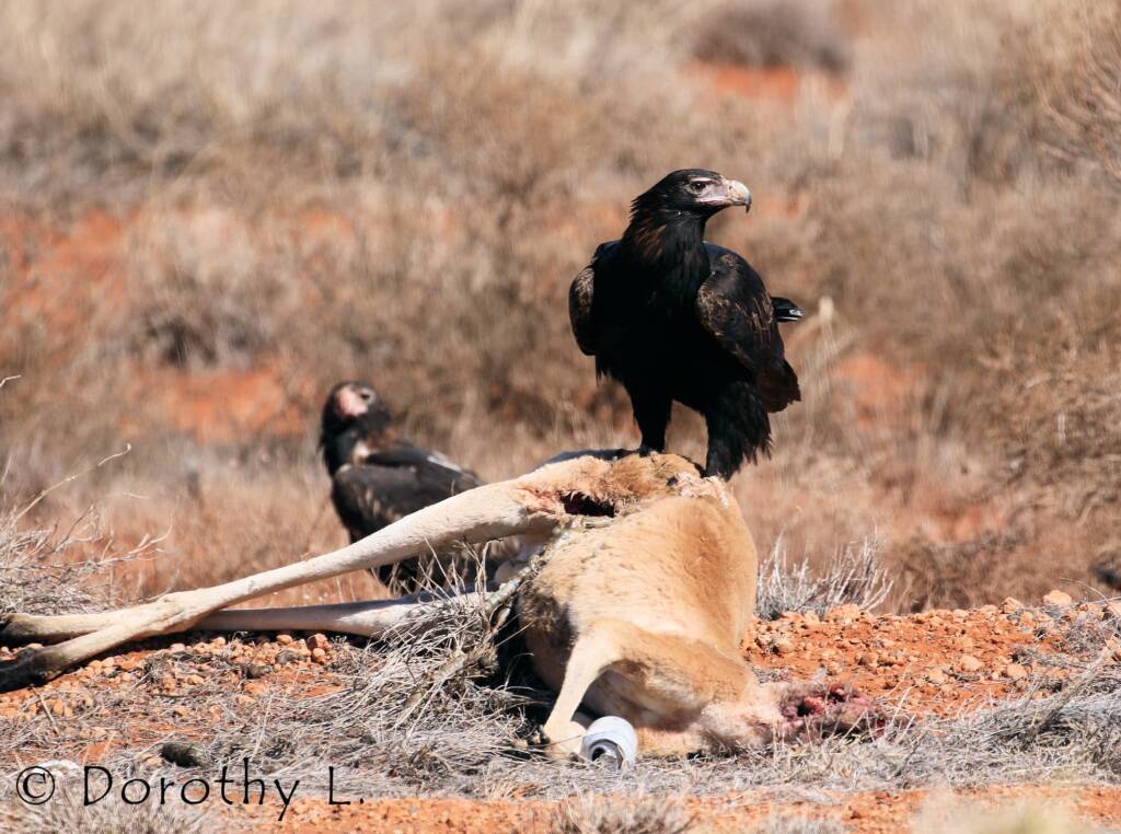 Wedge-tailed Eagle (Aquila audax)