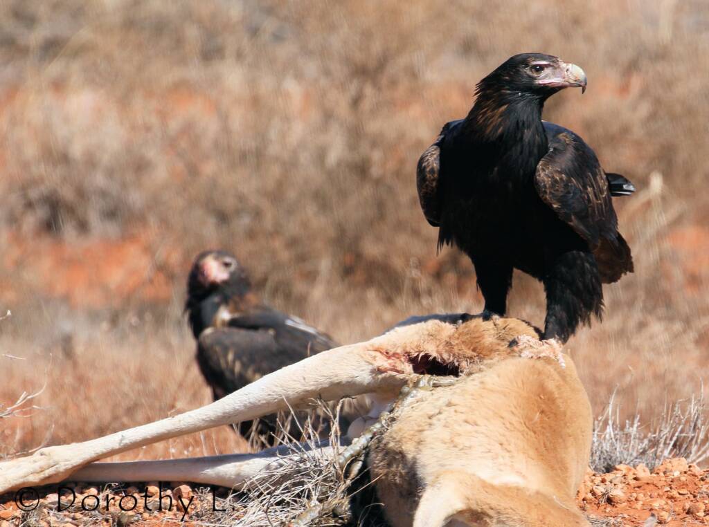 Wedge-tailed Eagle (Aquila audax)