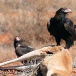Wedge-tailed Eagle (Aquila audax)