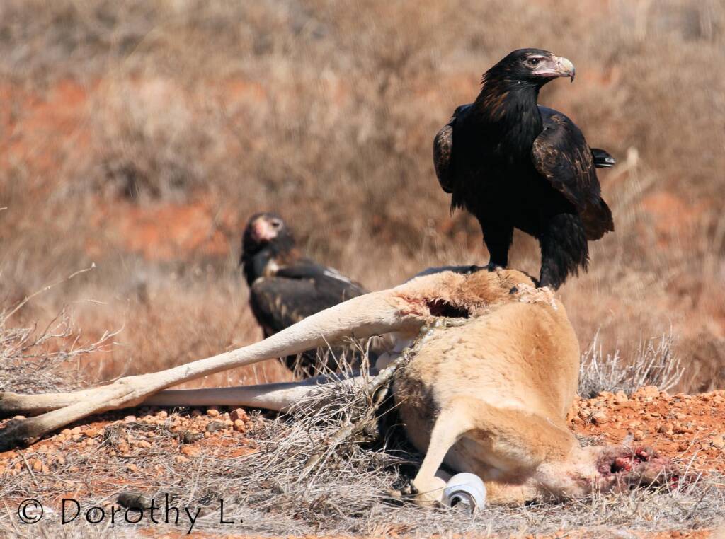 Wedge-tailed Eagle (Aquila audax)