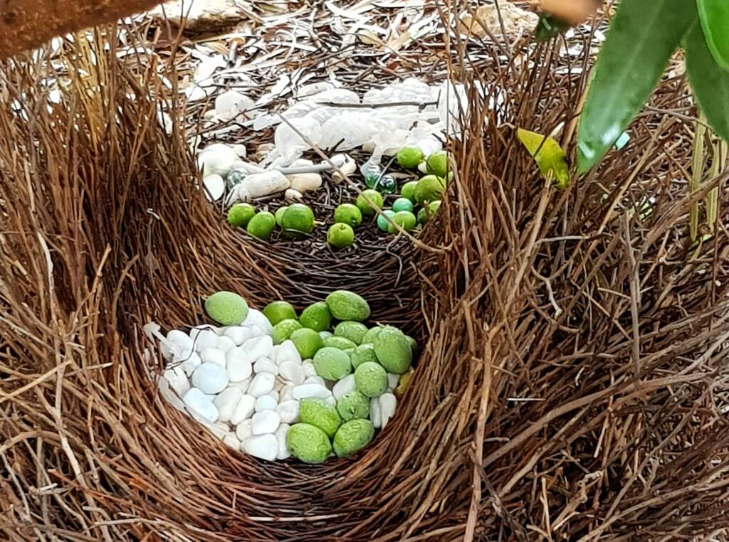 Treasures of our Western Bowerbird