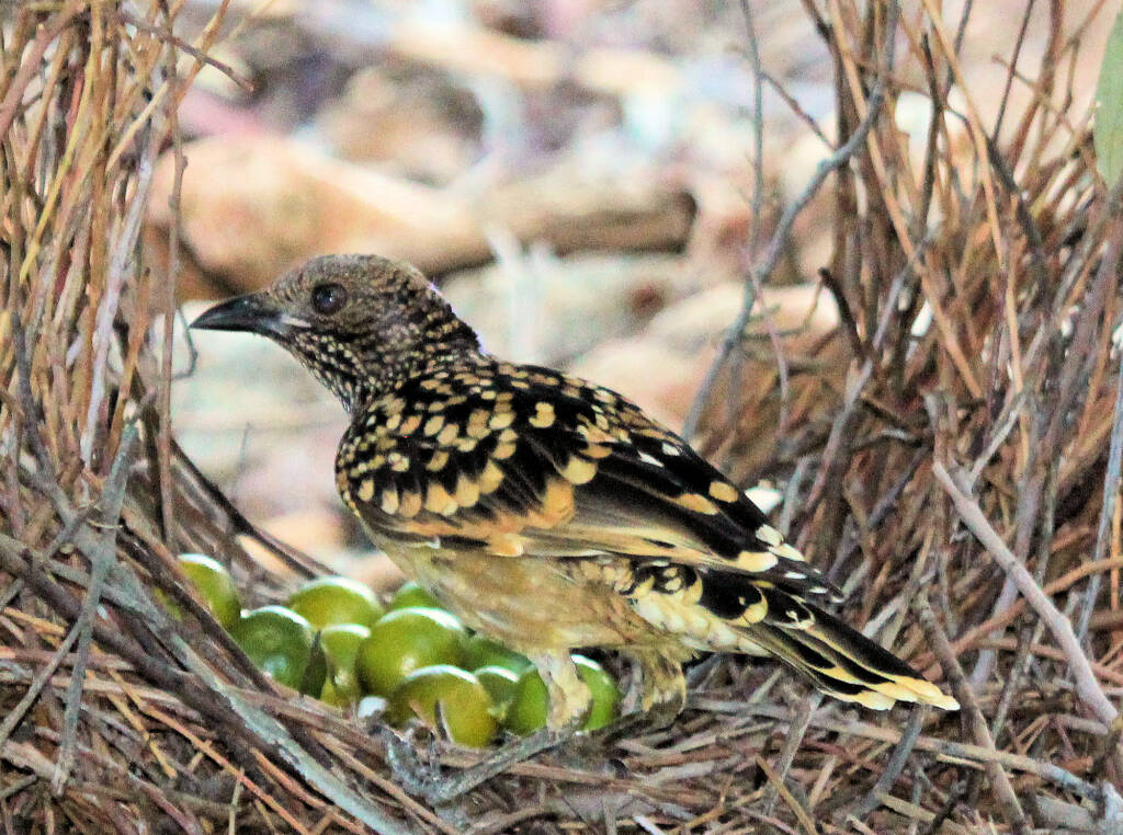 Western Bowerbird (Chlamydera guttata)