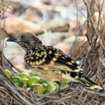 Western Bowerbird (Chlamydera guttata)