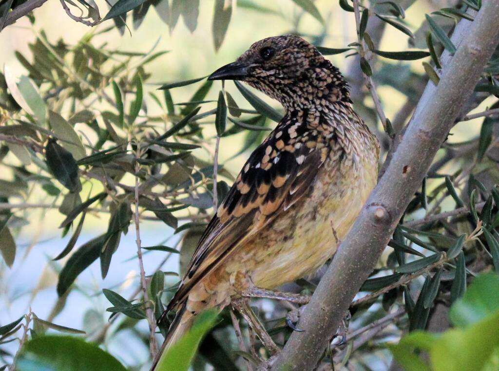 Western Bowerbird (Chlamydera guttata)