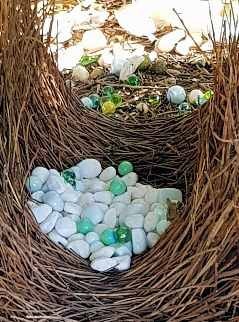 Treasures of our Western Bowerbird