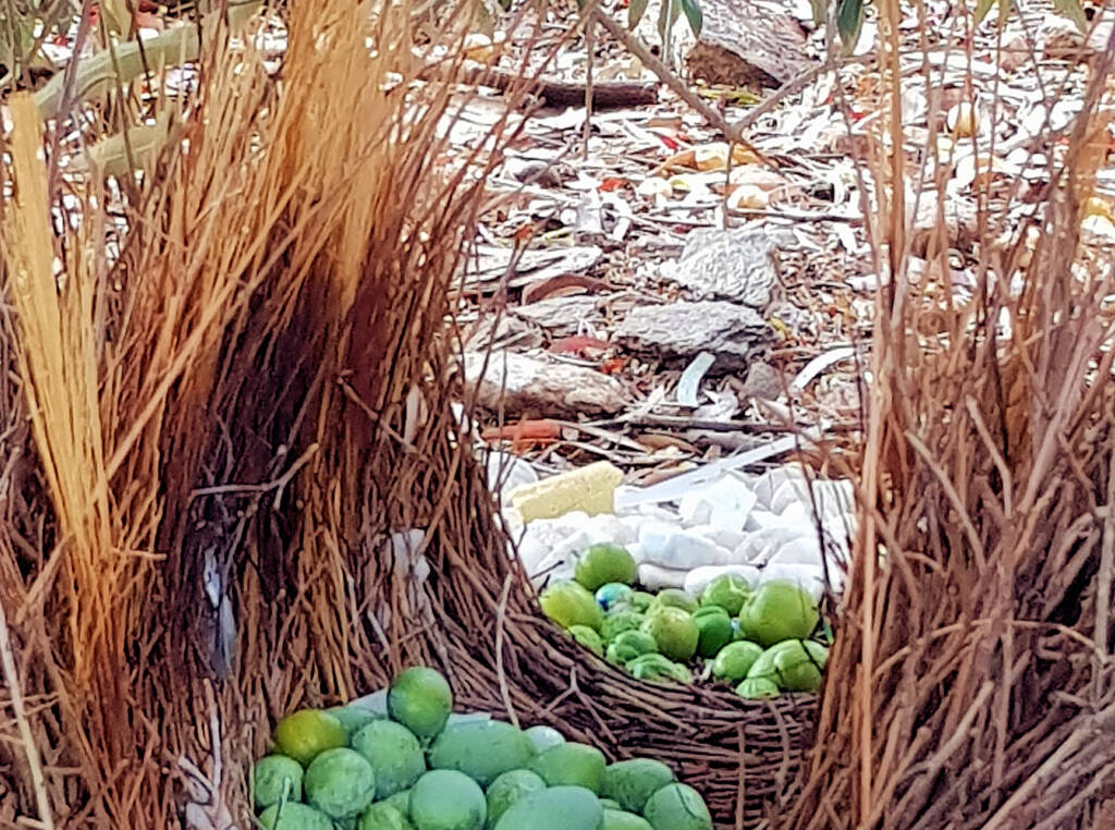Renovating the bower wall - Treasures of our Western Bowerbird