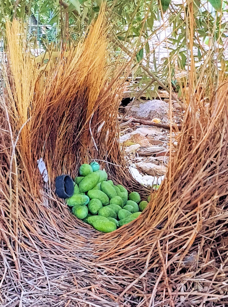 Renovating the bower wall - Treasures of our Western Bowerbird