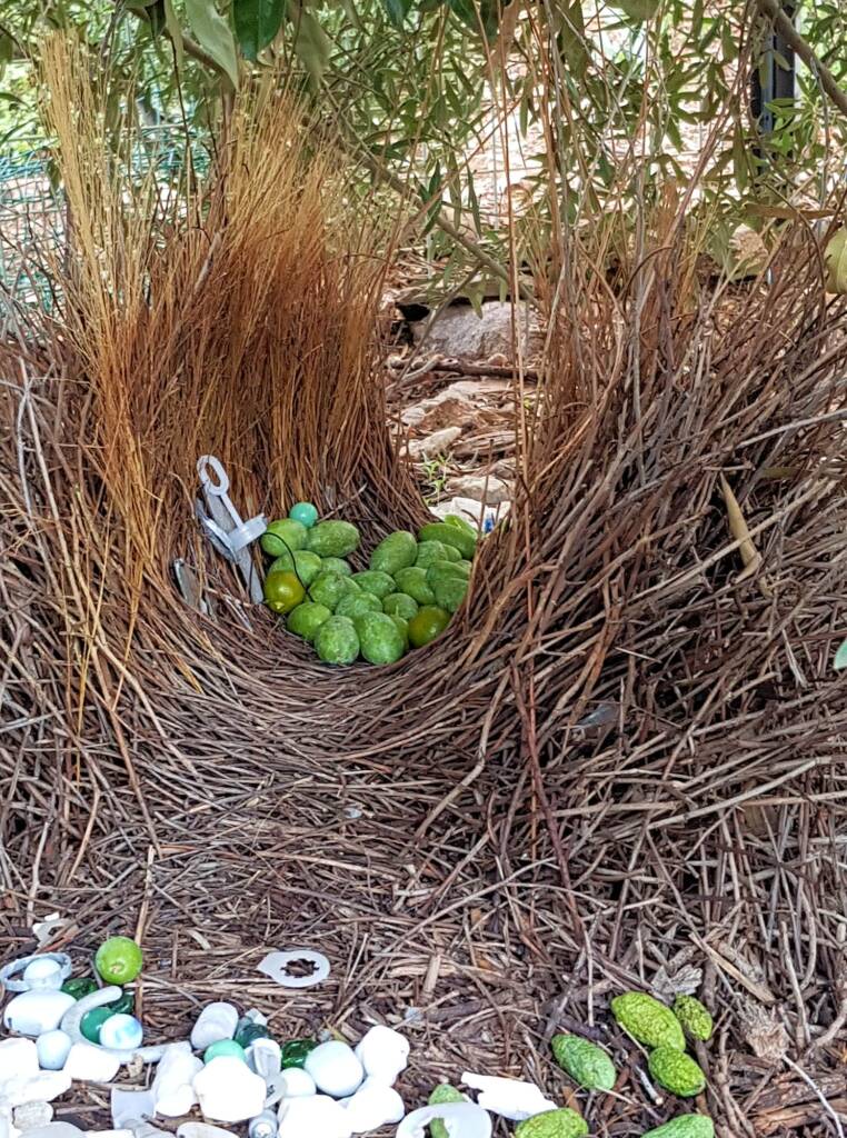 Treasures of our Western Bowerbird