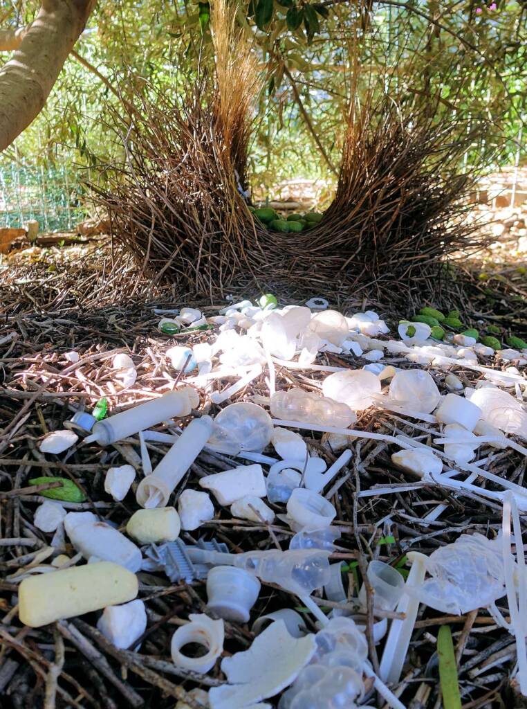Treasures of our Western Bowerbird