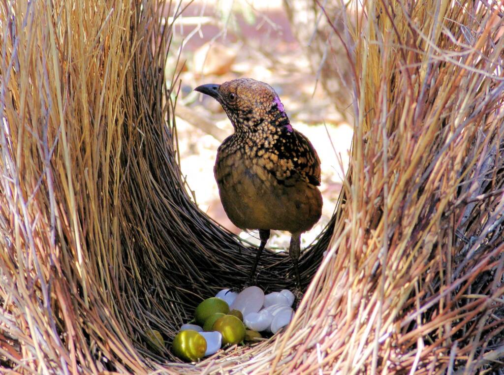 Western Bowerbird, Olive Pink Botanic Garden