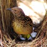 Western Bowerbird, Olive Pink Botanic Garden