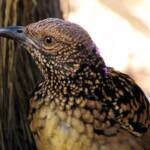 Western Bowerbird, Olive Pink Botanic Garden