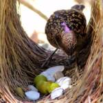 Western Bowerbird, Olive Pink Botanic Garden
