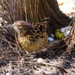Western Bowerbird, Olive Pink Botanic Garden