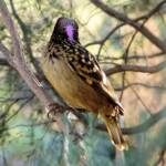 Western Bowerbird, Olive Pink Botanic Garden