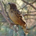 Western Bowerbird, Olive Pink Botanic Garden