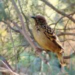 Western Bowerbird, Olive Pink Botanic Garden