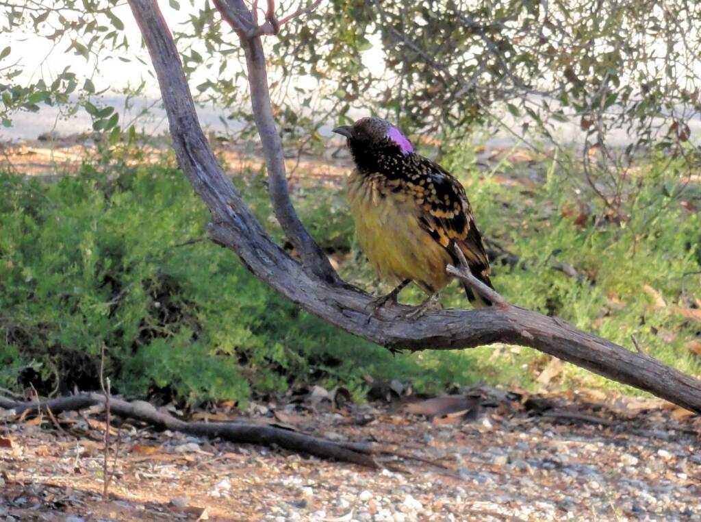 Western Bowerbird, Olive Pink Botanic Garden