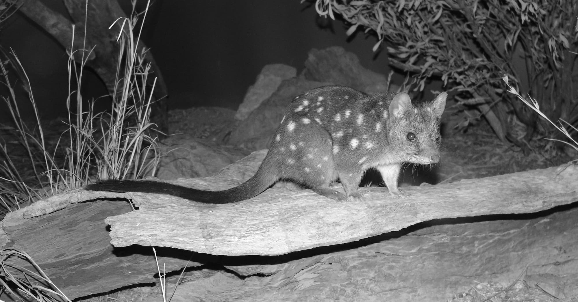 Western Quoll (Dasyurus geoffroii), Nocturnal House, Alice Springs Desert Park