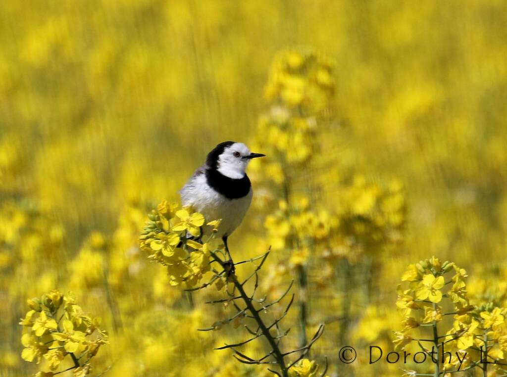 White-fronted Chat (Epthianura albifrons)
