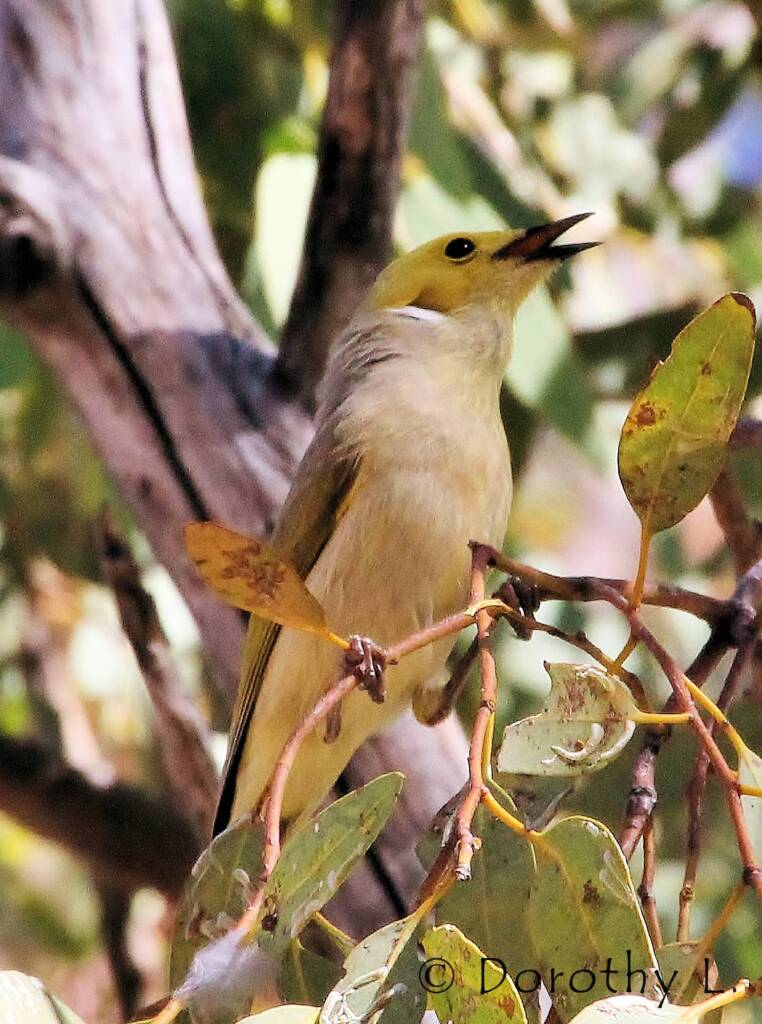 White-plumed Honeyeater (Ptilotula penicillata)