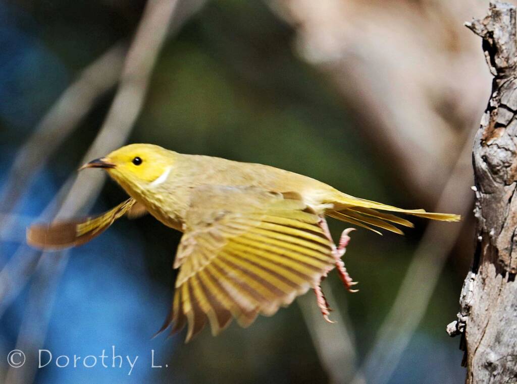White-plumed Honeyeater (Ptilotula penicillata)