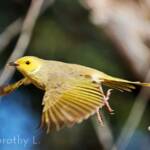 White-plumed Honeyeater (Ptilotula penicillata)