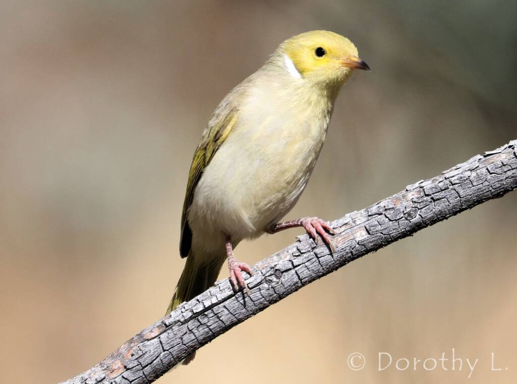 White-plumed Honeyeater (Ptilotula penicillata)