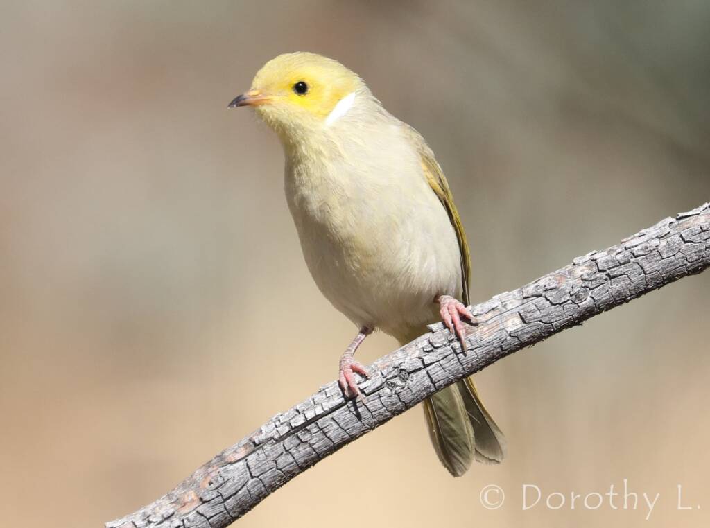 White-plumed Honeyeater (Ptilotula penicillata)