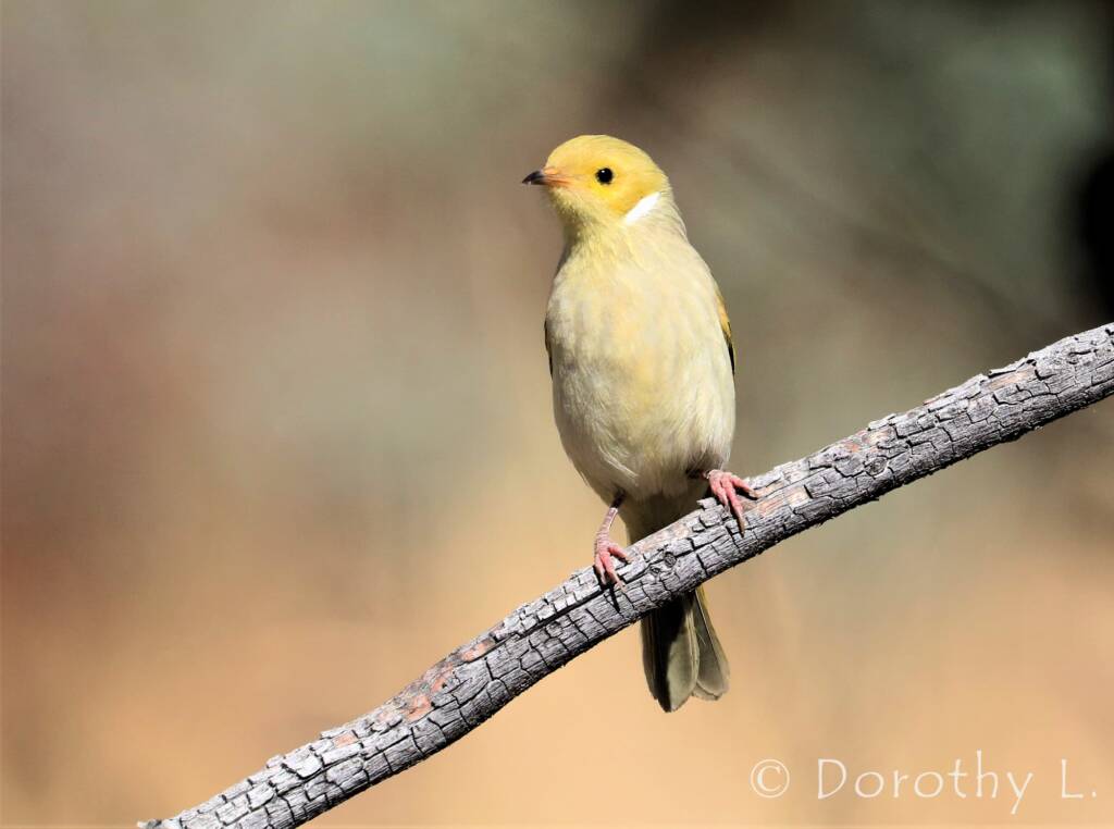 White-plumed Honeyeater (Ptilotula penicillata)