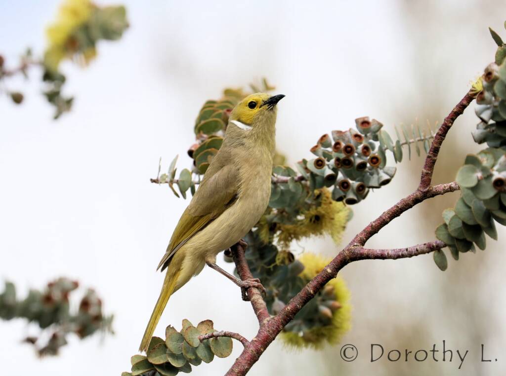 White-plumed Honeyeater (Ptilotula penicillata)