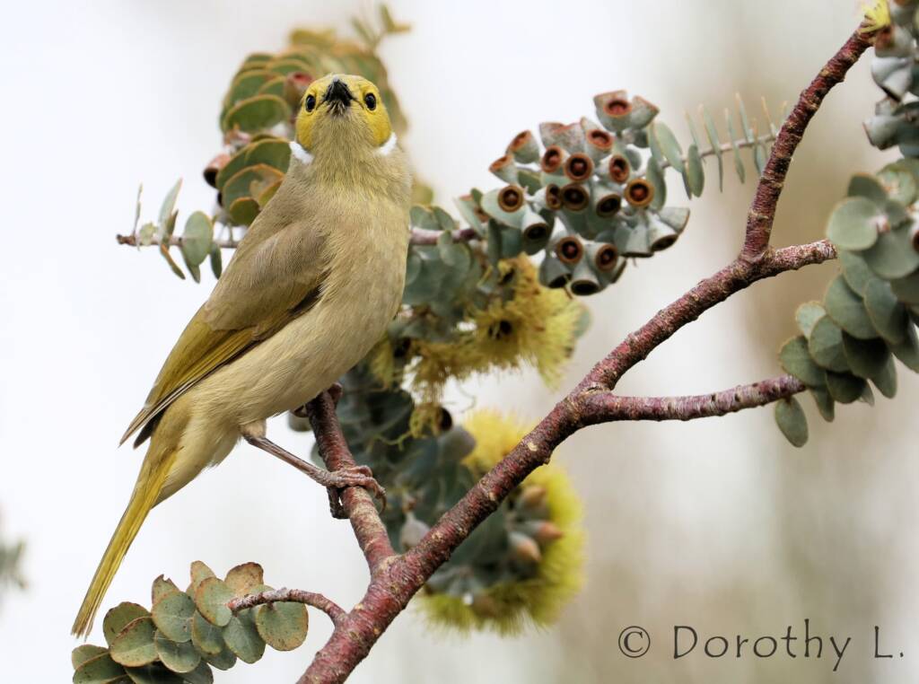 White-plumed Honeyeater (Ptilotula penicillata)