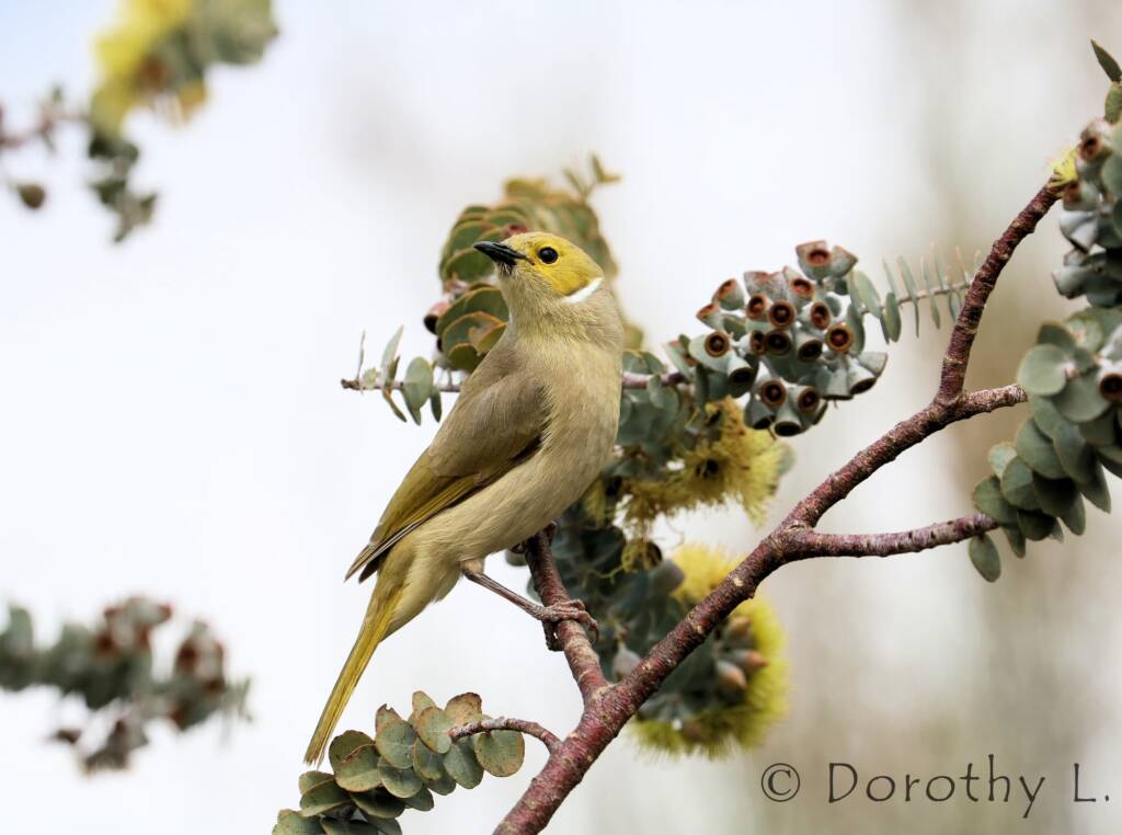 White-plumed Honeyeater (Ptilotula penicillata)