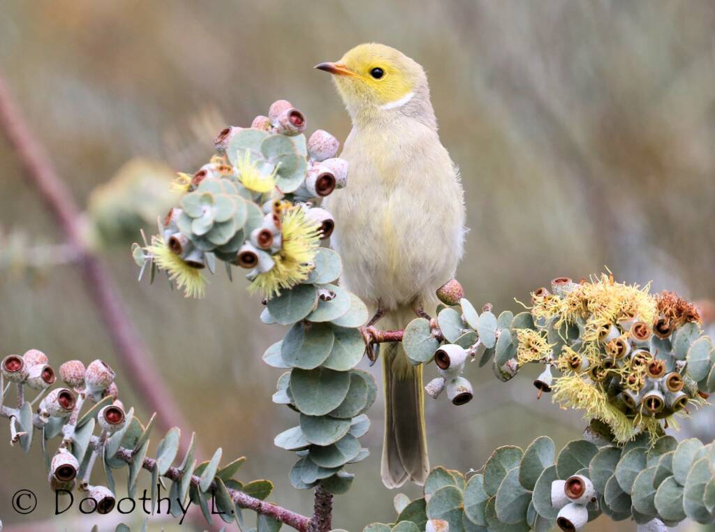 White-plumed Honeyeater (Ptilotula penicillata)